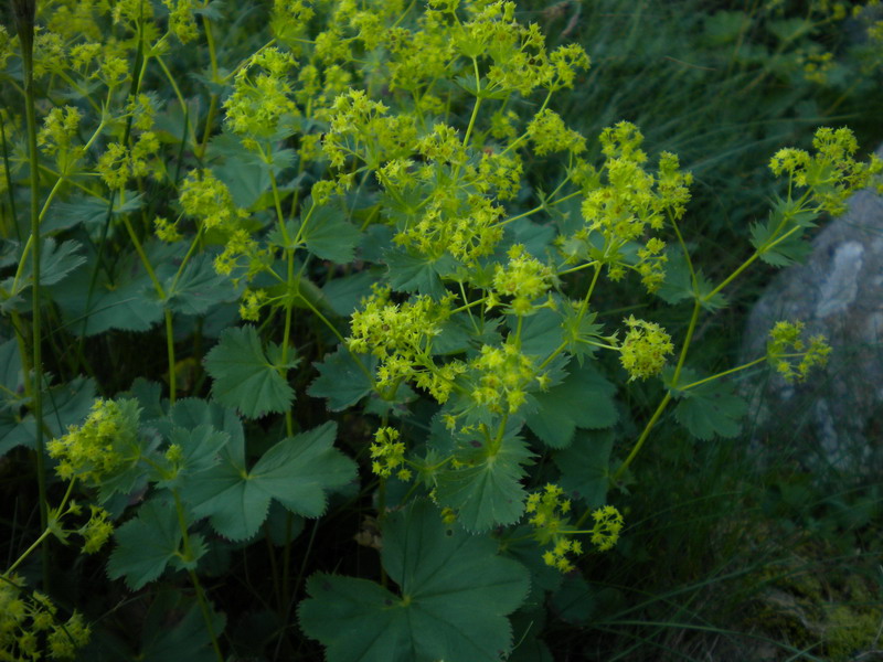 Alchemilla sp. (gruppo vulgaris)