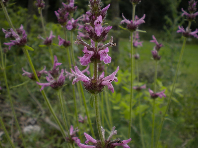 Stachys cfr.officinalis