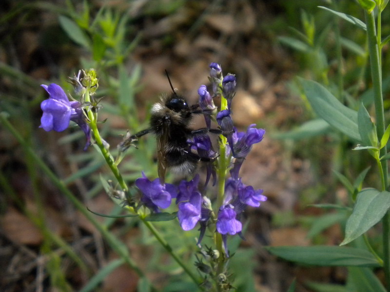 Bombus sp.