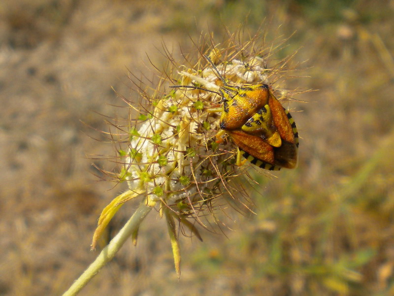 Pentatomidae problematico: Codophila varia dell''Emilia