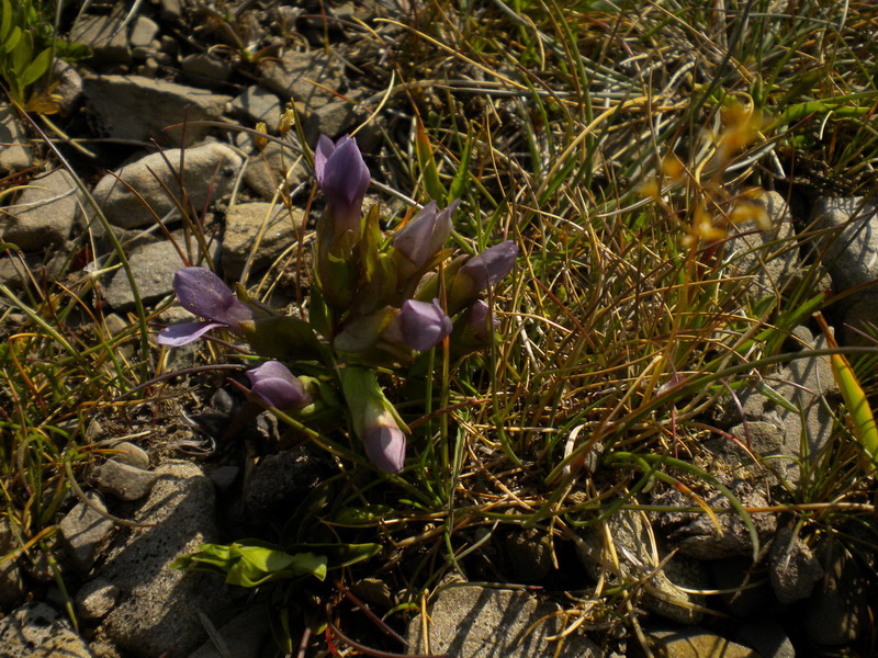 Gentianella campestris