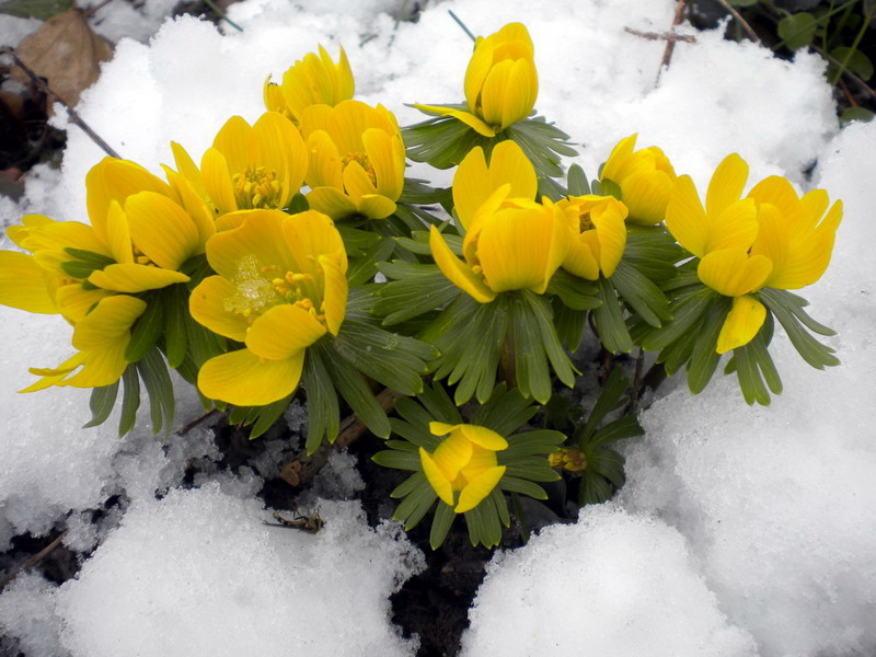 Pi di gallo - Eranthis hyemalis