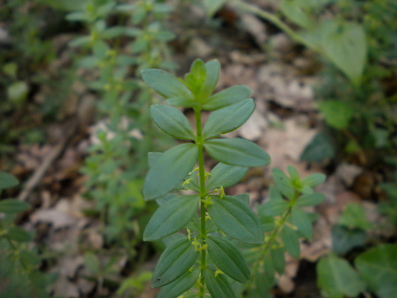 Galium ? - Cruciata glabra