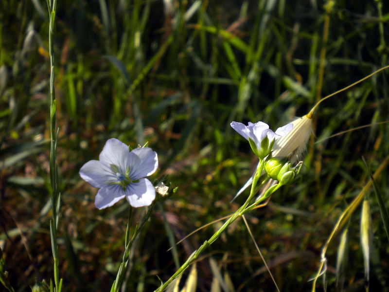 Linum bienne