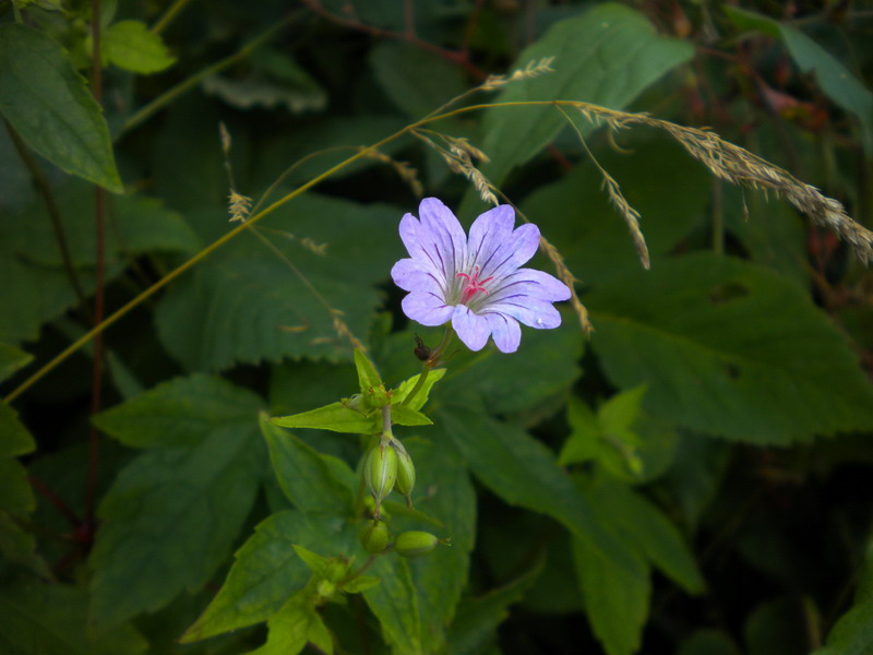 Geranium nodosum / Geranio nodoso