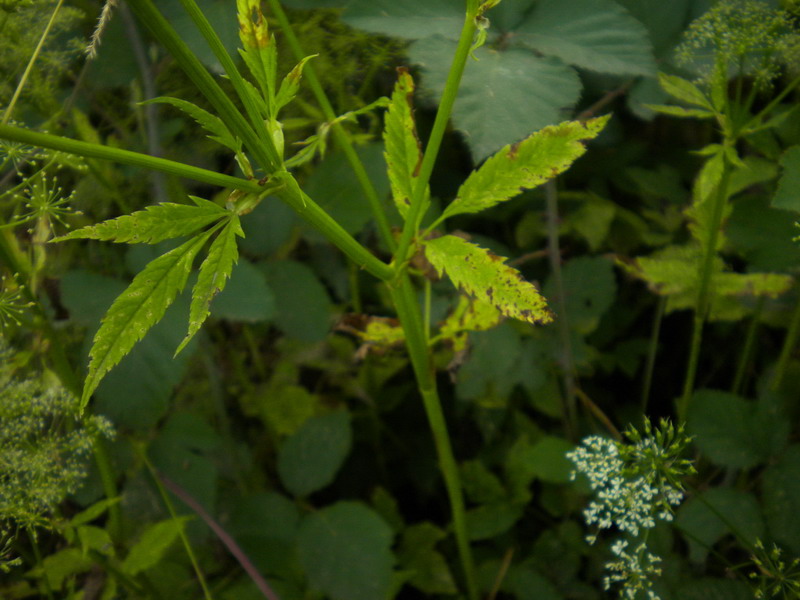 Da determi....Apiacea