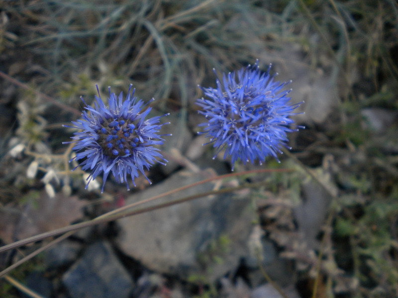 Jasione montana L. su rocce ofiolitiche
