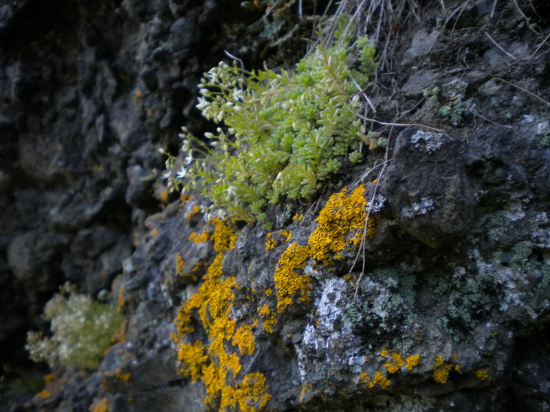 Sedum monregalense, Sedum album e Sedum sp.