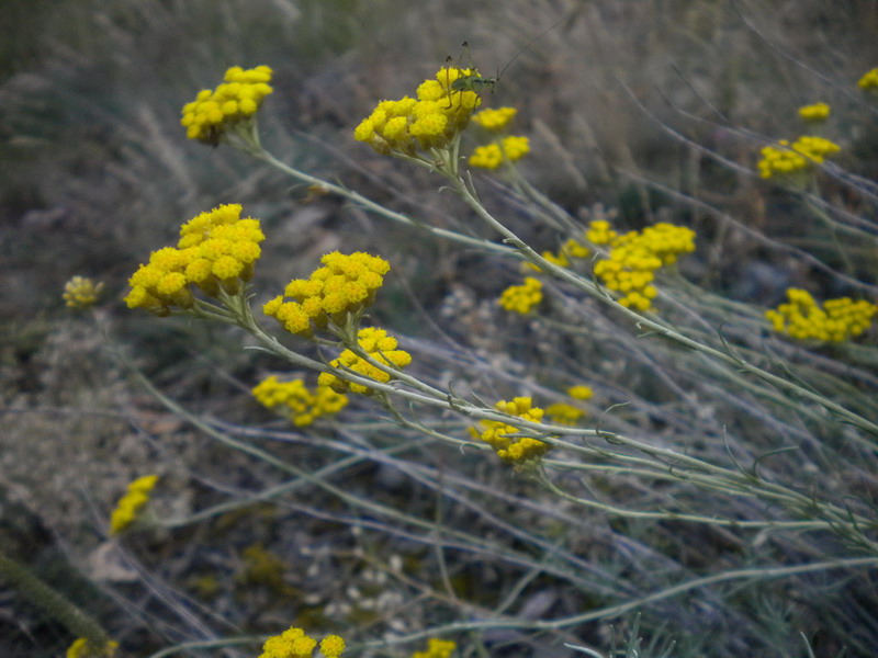 Rocce ofiolitiche 8 - Helicrhrysum sp.