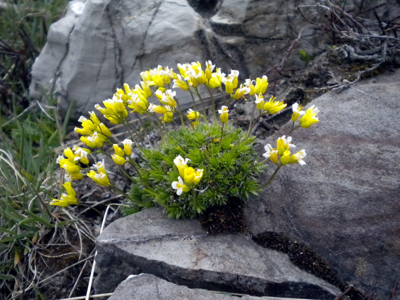 Draba aizoides