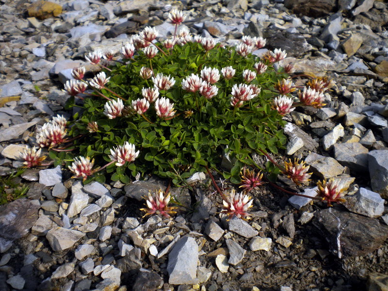 Alto appennino 1 - Trifolium thalii Vill.