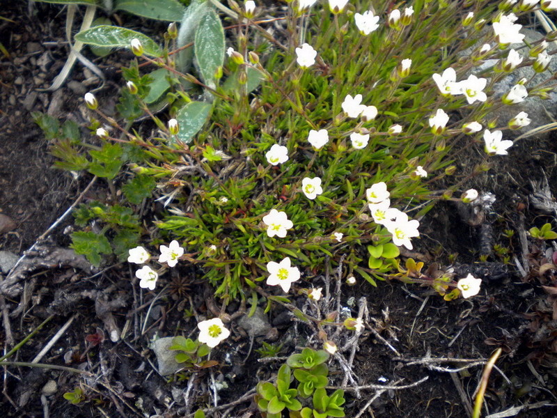 Alto appennino 4 - Minuartia sp.