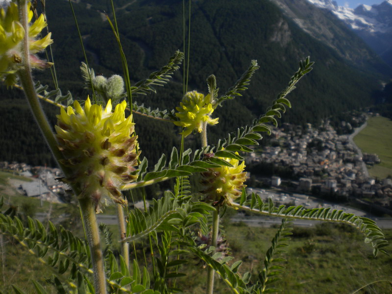 Astragalus alopecurus / Astragalo maggiore