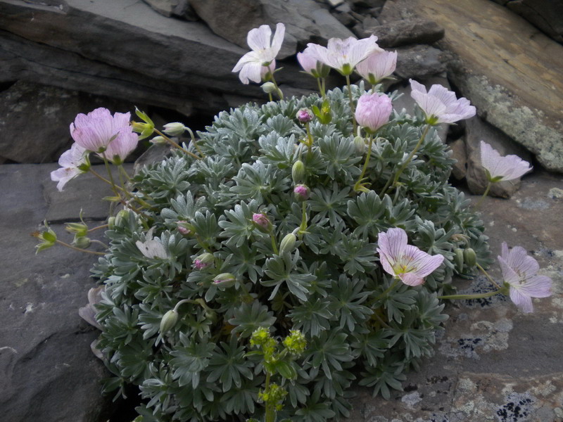 Geranium argenteum / Geranio argentino