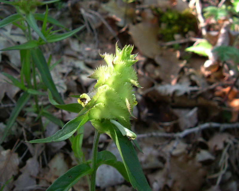 Melampyrum cristatum / Spigarola dentellata