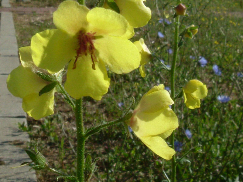 Tra gli incoltivi - Verbascum blattaria