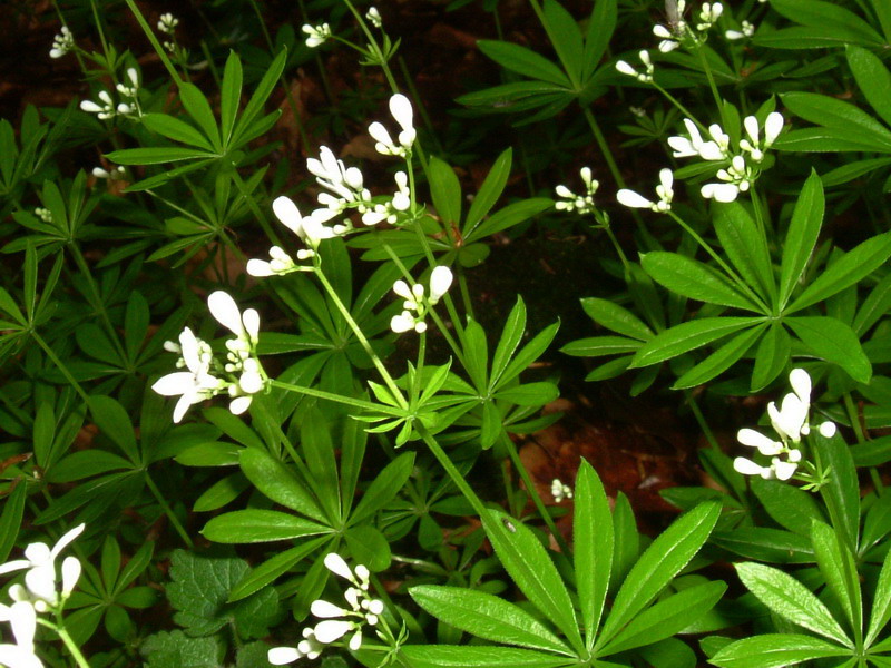 Galium odoratum (= Asperula odorata) / Stellina odorosa