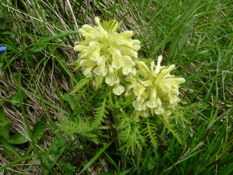 Pedicularis foliosa / Pedicolare fronzuta