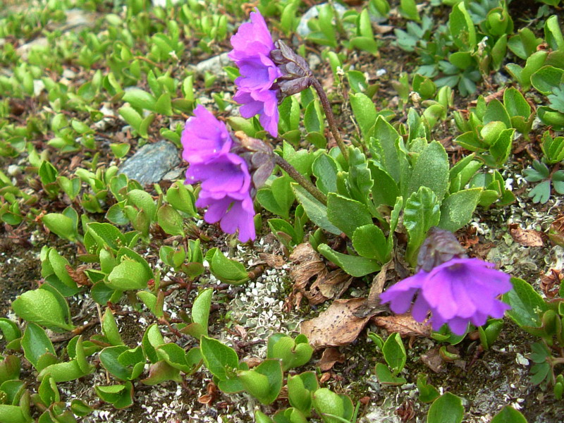Primula glutinosa / Primula vischiosa