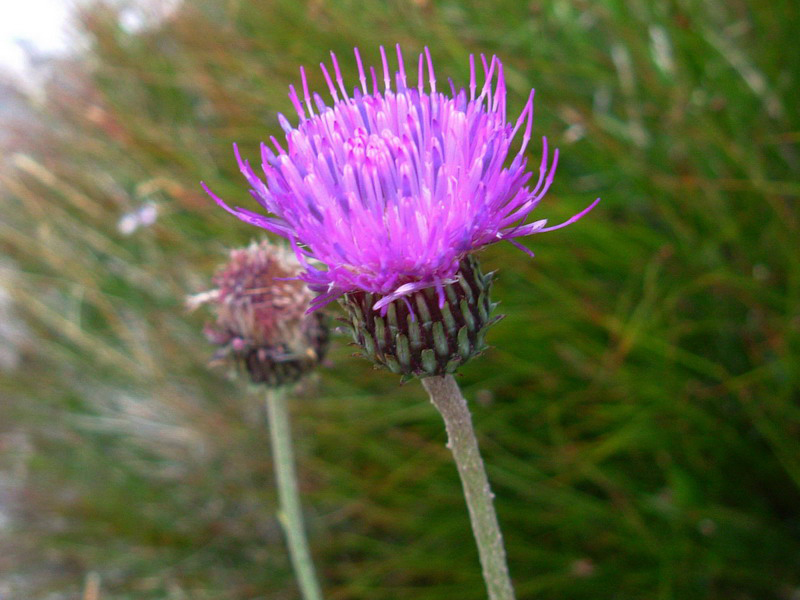 Carduus defloratus subsp. carlinifolius / Cardo alpino