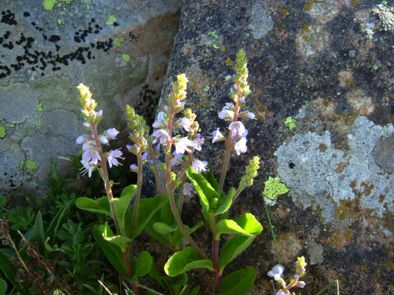 Veronica officinalis / Veronica officinale