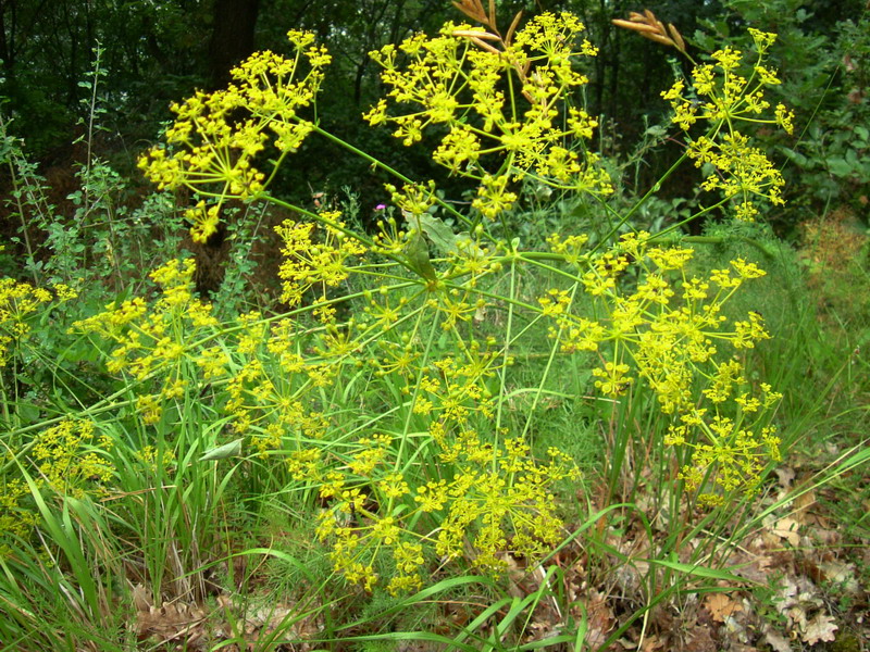 Ferulago campestris / Ferula finocchiazzo