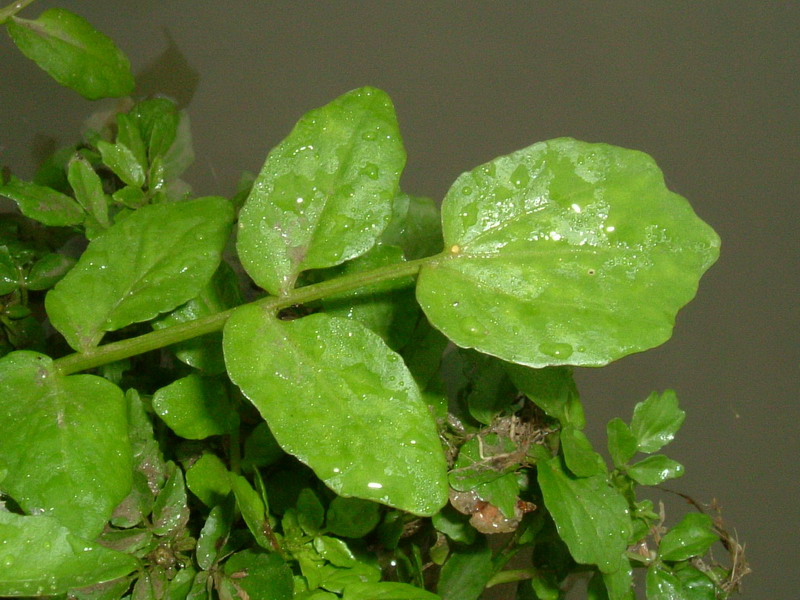 Nasturtium officinale / Crescione d''acqua