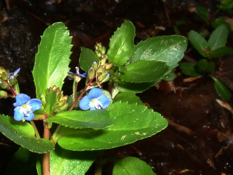 Scrophulariacea 1 - Veronica becabunga