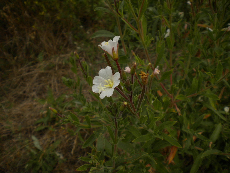 Onagracea - Epilobium hirsutum