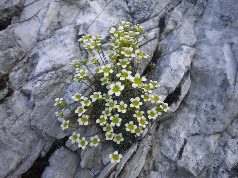 Saxifraga squarrosa / Sassifraga delle Dolomiti