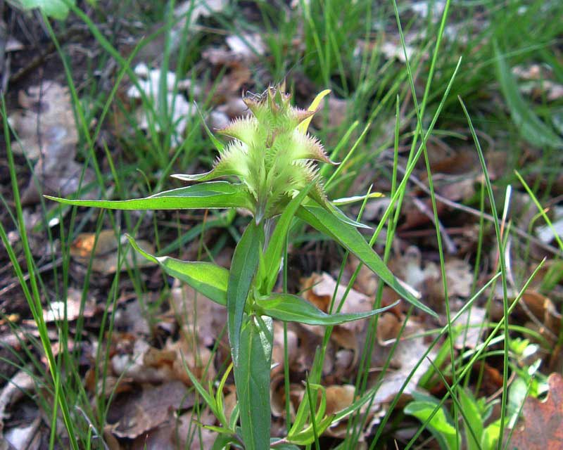 Melampyrum cristatum / Spigarola dentellata