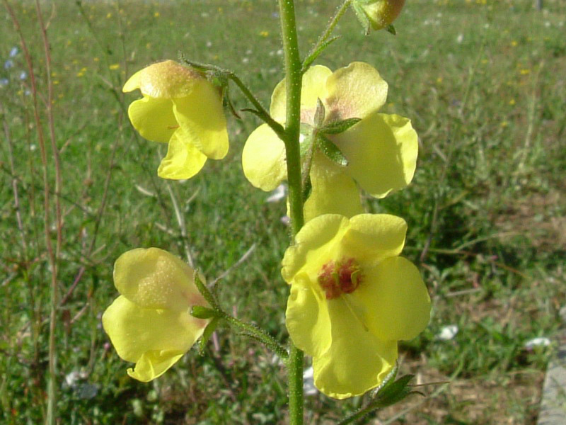 Tra gli incoltivi - Verbascum blattaria