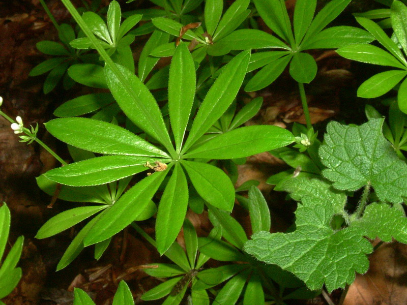 Galium odoratum (= Asperula odorata) / Stellina odorosa