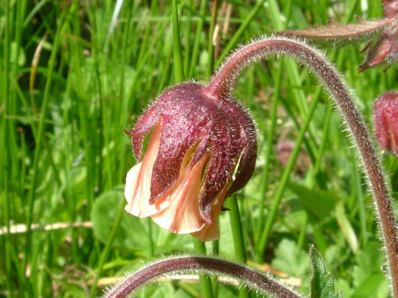 Alta val parma 4 - Geum rivale