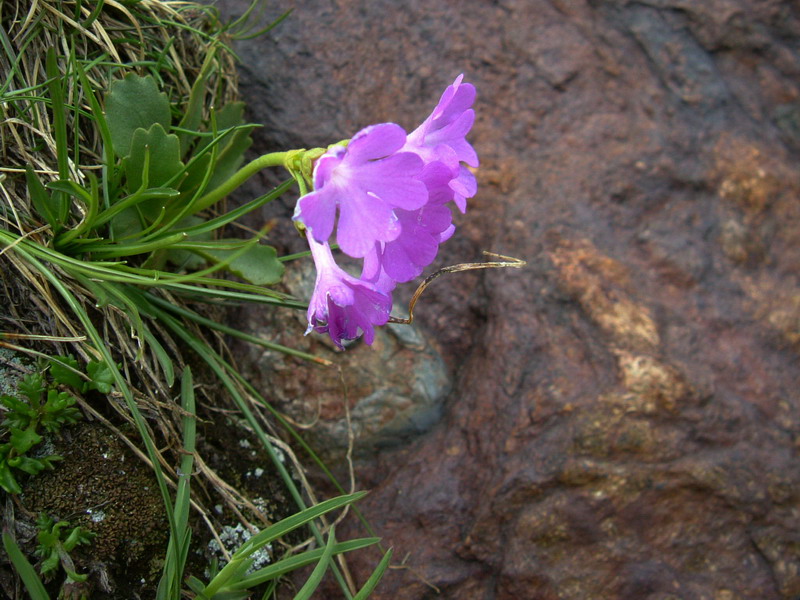 Primula glutinosa / Primula vischiosa