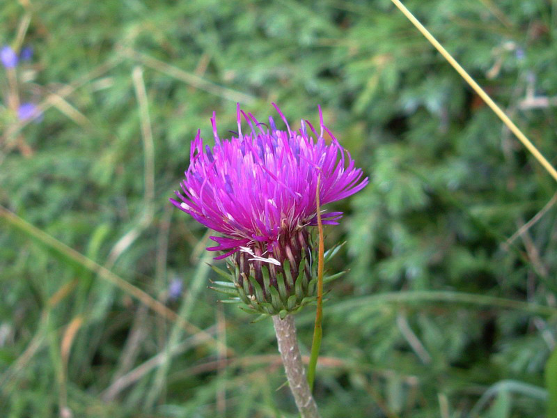 Carduus defloratus subsp. carlinifolius / Cardo alpino