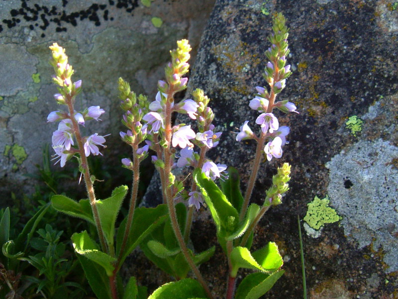 Veronica officinalis / Veronica officinale