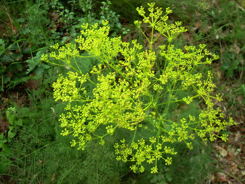 Ferulago campestris / Ferula finocchiazzo