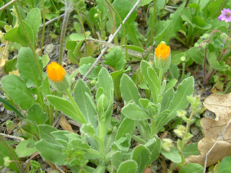 Clendula arvensis
