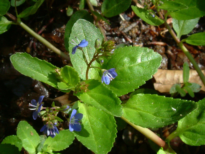 Scrophulariacea 1 - Veronica becabunga