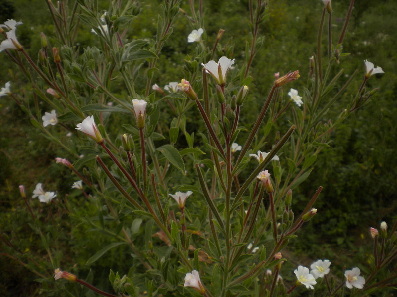 Onagracea - Epilobium hirsutum