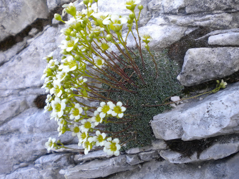 Saxifraga squarrosa / Sassifraga delle Dolomiti