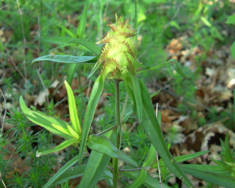Melampyrum cristatum / Spigarola dentellata