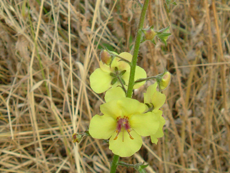 Tra gli incoltivi - Verbascum blattaria