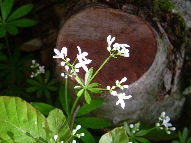 Galium odoratum (= Asperula odorata) / Stellina odorosa