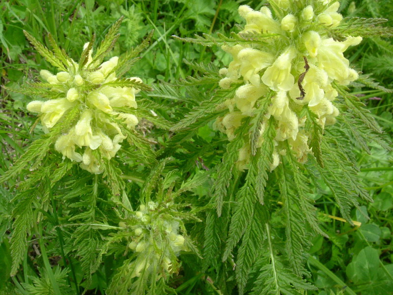 Pedicularis foliosa / Pedicolare fronzuta