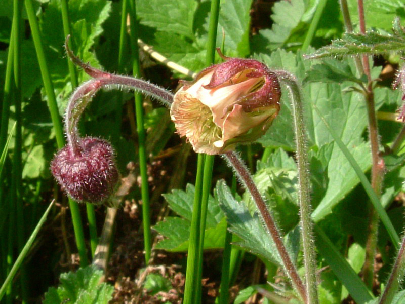 Alta val parma 4 - Geum rivale