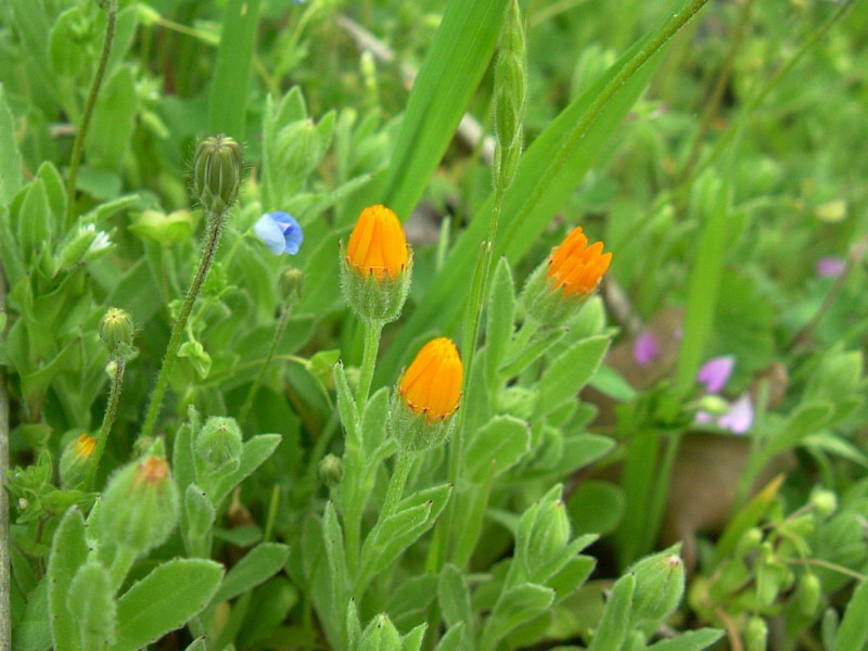 Clendula arvensis