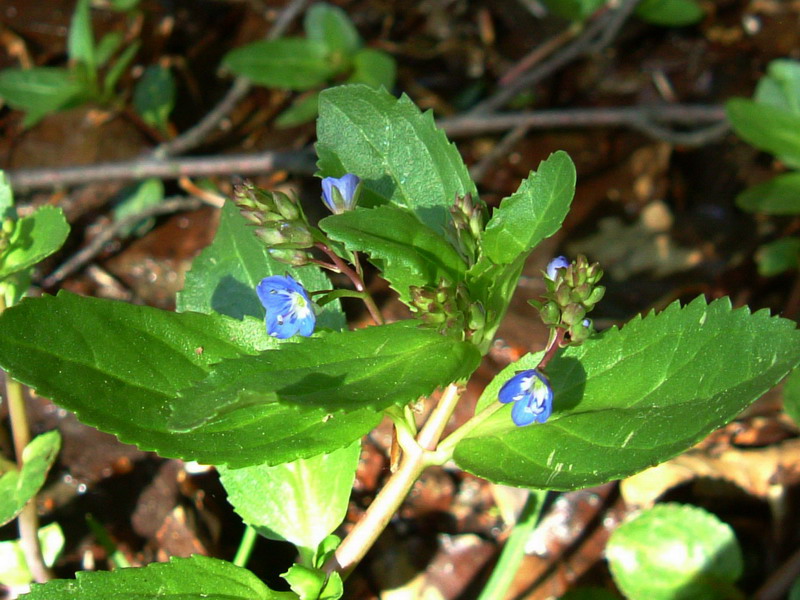 Scrophulariacea 1 - Veronica becabunga