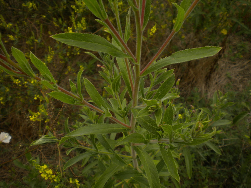 Onagracea - Epilobium hirsutum